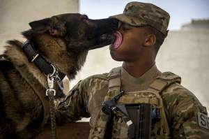 Раскраска собака военная #1 #502056