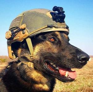 Раскраска собака военная #2 #502057