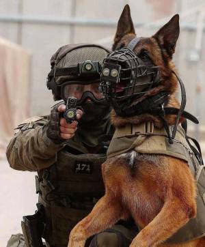 Раскраска собака военная #4 #502059