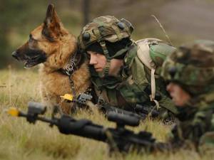 Раскраска собака военная #5 #502060