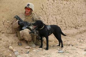 Раскраска собака военная #6 #502061