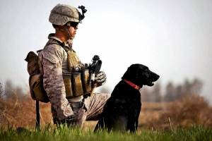 Раскраска собака военная #8 #502063