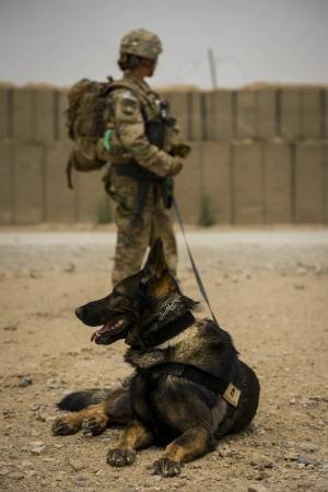 Раскраска собака военная #9 #502064