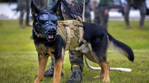 Раскраска собака военная #11 #502066