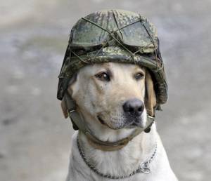 Раскраска собака военная #16 #502071