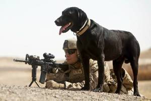 Раскраска собака военная #17 #502072