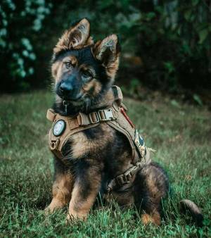 Раскраска собака военная #18 #502073