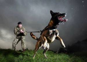 Раскраска собака военная #19 #502074
