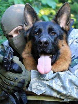 Раскраска собака военная #21 #502076