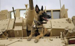 Раскраска собака военная #23 #502078