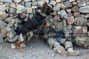 Раскраска собака военная #25 #502080