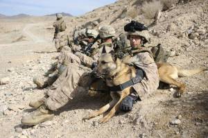 Раскраска собака военная #27 #502082