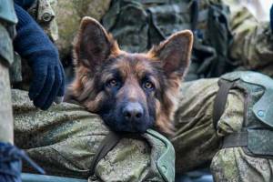 Раскраска собака военная #29 #502084