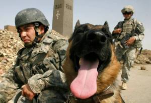 Раскраска собака военная #36 #502091