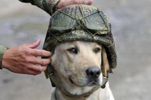 Раскраска собака военная #37 #502092