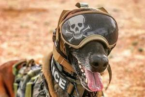 Раскраска собака военная #38 #502093