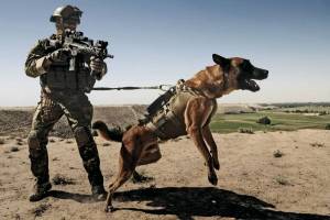 Раскраска собака военная #39 #502094