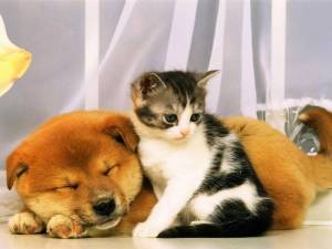 Раскраска собака и котик #19 #502380