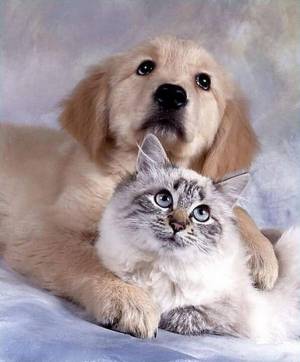 Раскраска собака и котик #30 #502391