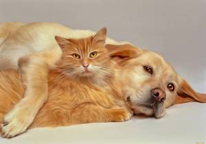 Раскраска собака и котик #39 #502400