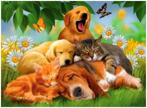 Раскраска собаки и кошки для детей #30 #502950