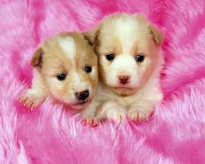 Раскраска собачки милые для девочек #7 #503262