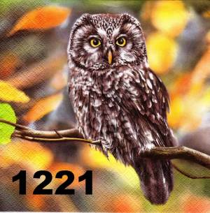 Раскраска сова на ветке #34 #503662