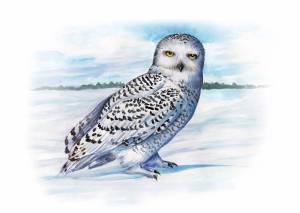 Раскраска сова полярная для детей #1 #503744