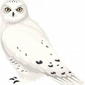 Раскраска сова полярная для детей #3 #503746