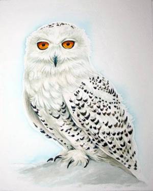 Раскраска сова полярная для детей #6 #503749