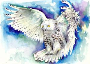 Раскраска сова полярная для детей #20 #503763