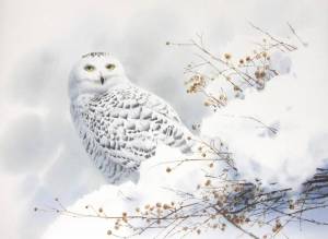 Раскраска сова полярная для детей #24 #503767