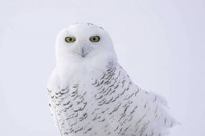 Раскраска сова полярная для детей #25 #503768