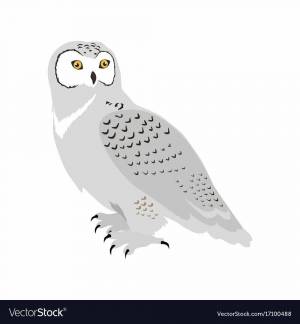 Раскраска сова полярная для детей #31 #503774