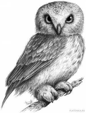 Раскраска сова рисунок #4 #503785