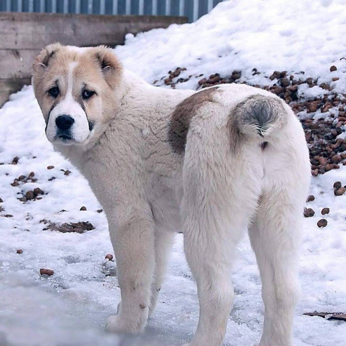 Собака алабай #1