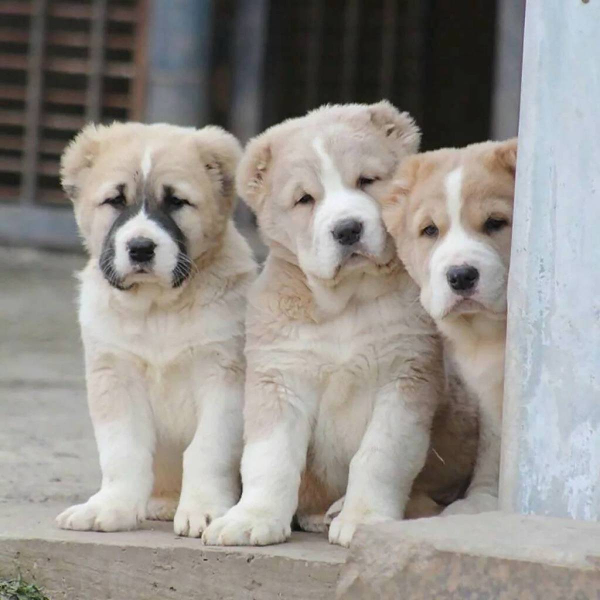 Алабая собаки щенка (62 фото)