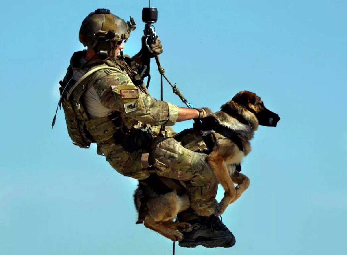 Собака военная #3