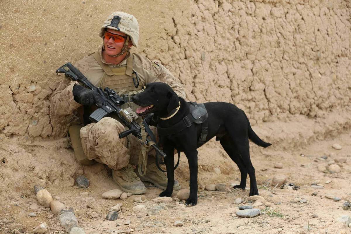 Собака военная #6