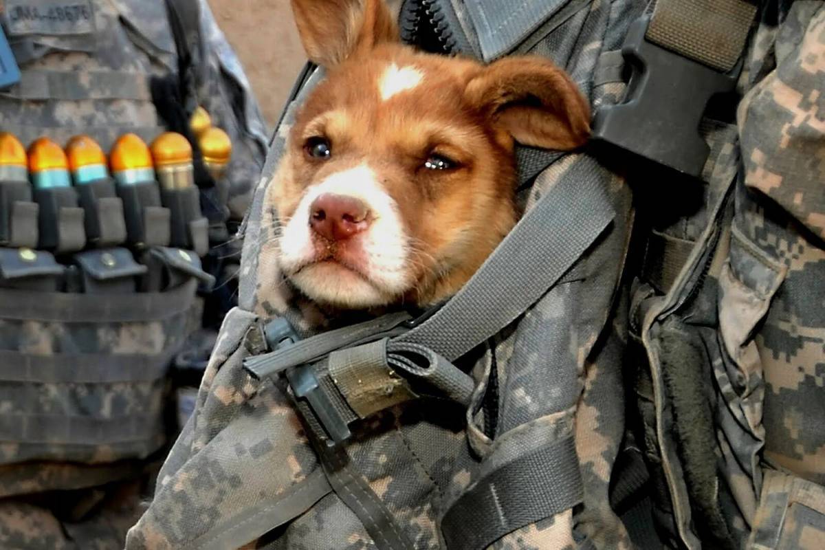Собака военная #7