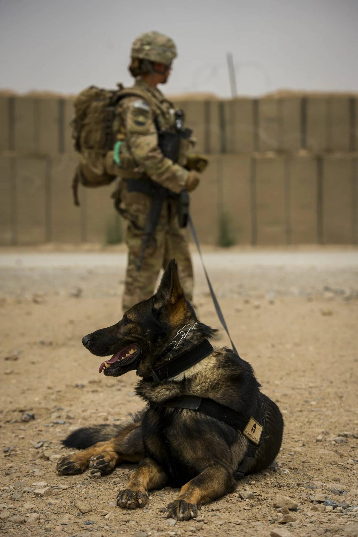 Собака военная #9
