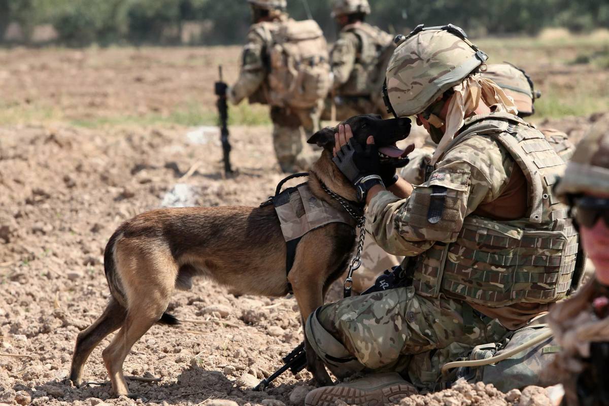 Собака военная #10