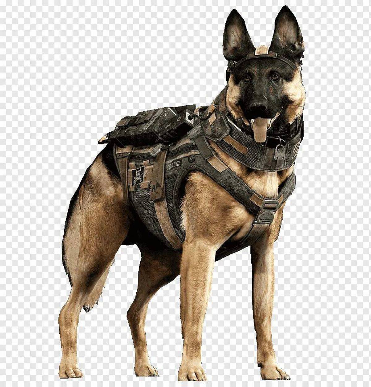 Собака военная #12