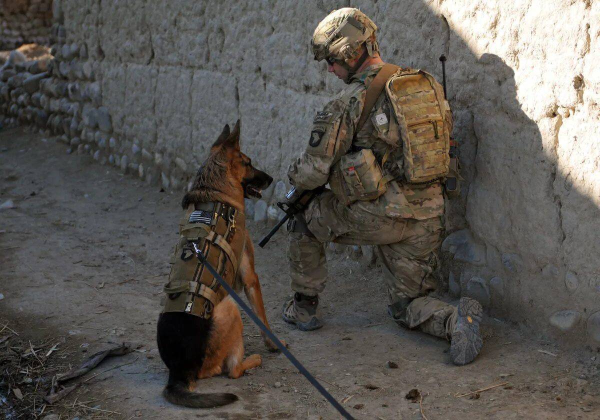 Собака военная #15