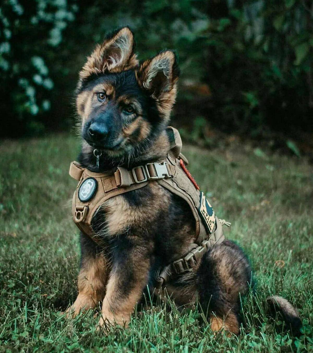 Собака военная #18