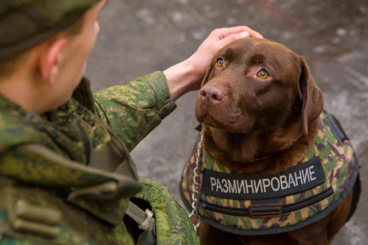 Собака военная #20