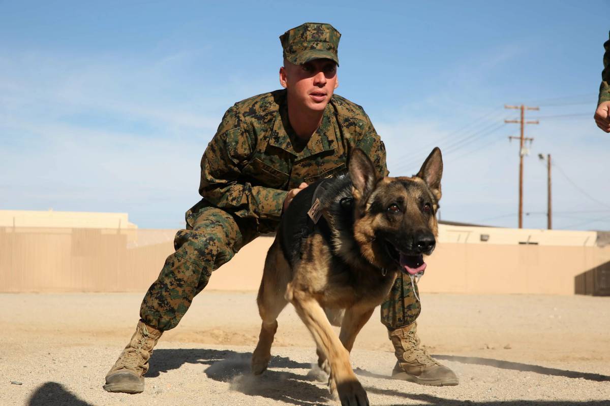 Собака военная #22
