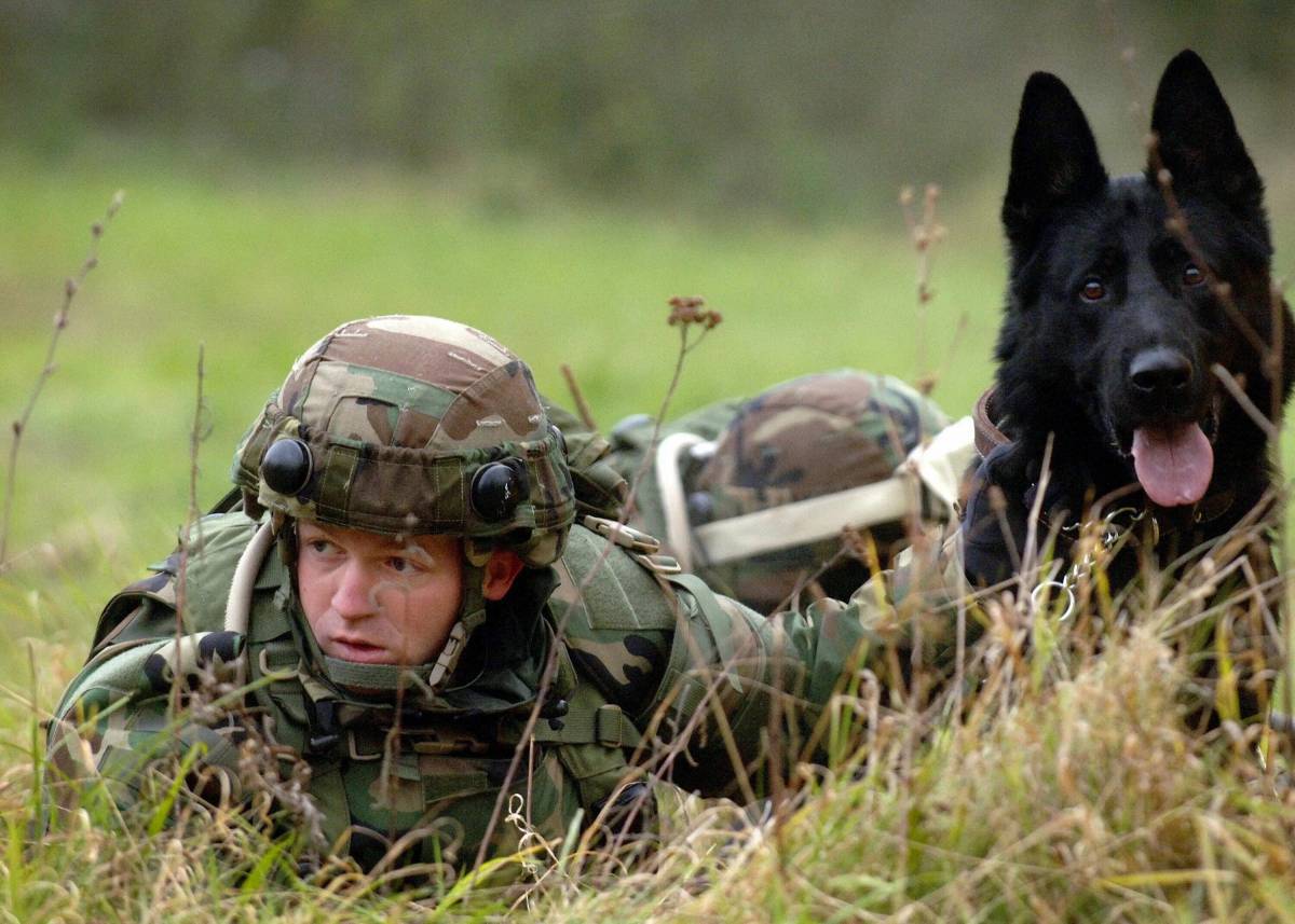 Собака военная #24