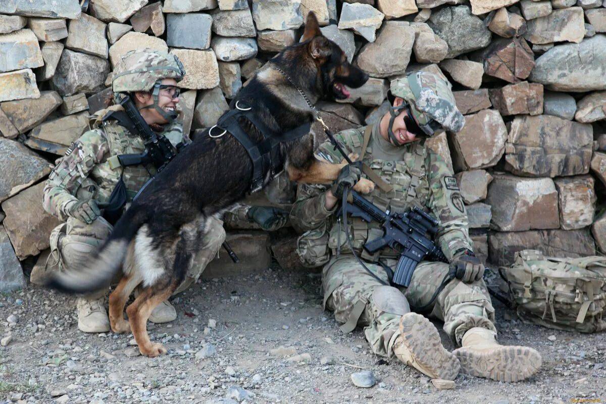 Собака военная #25