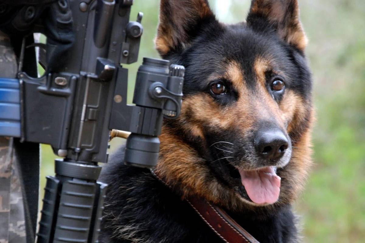 Собака военная #26
